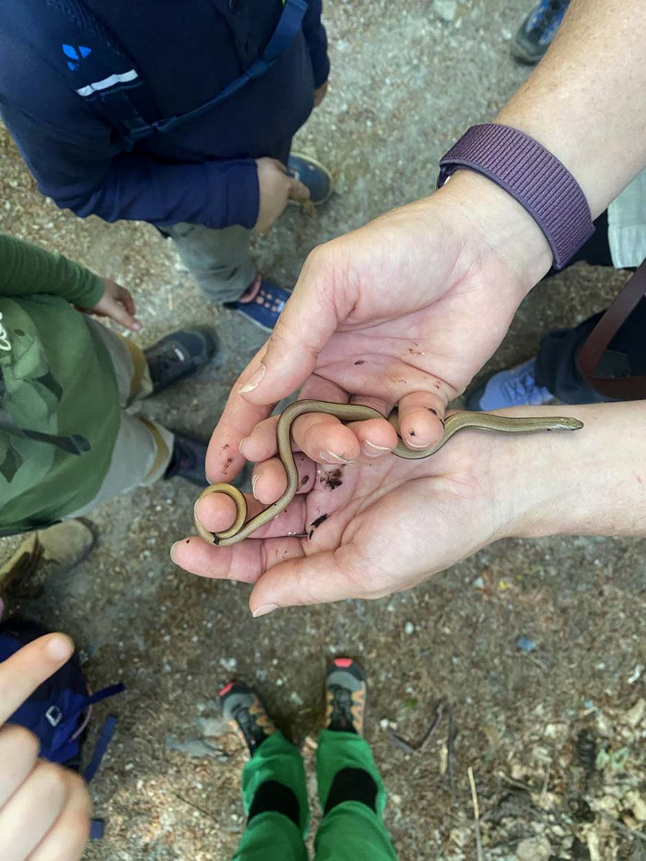 Waldalltag – Lernen