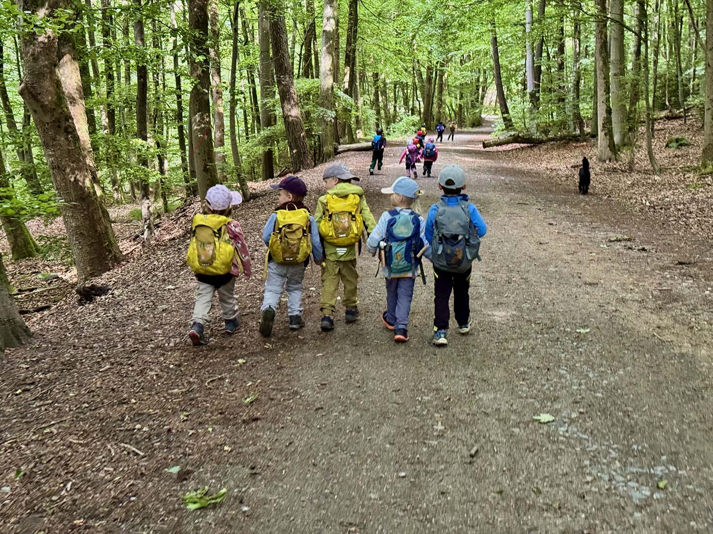 Waldalltag – Wandern